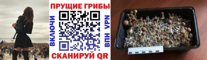 Галлюциногенные грибы Psilocybine cubensis  Таштагол 